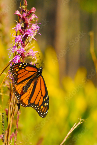 A monarch butterfly sits on a flower in a Georgia swamp.
