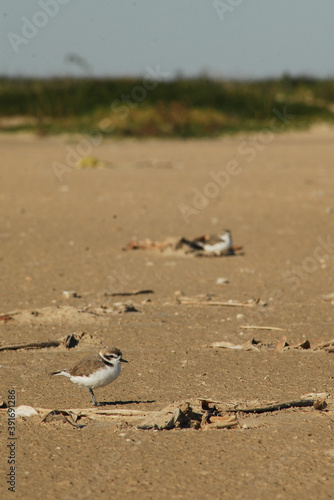 A Snowy Plover hides on the Texas beach during a brisk autumn afternoon.
