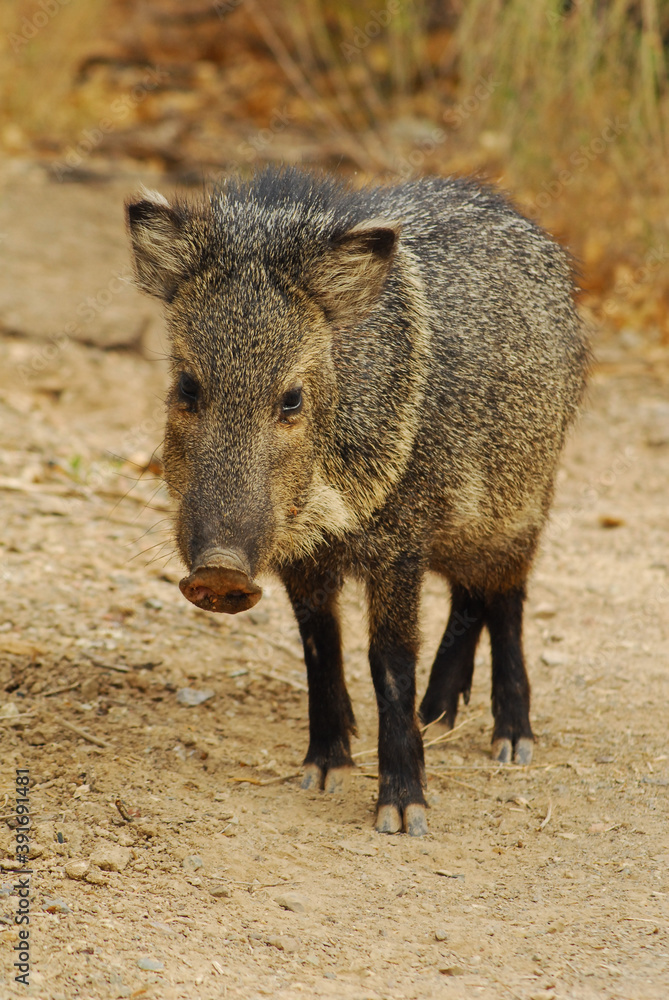 A javelina wanders through the desert in west Texas. A javelina wanders through the desert in west Texas.