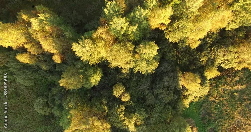 4K bright autumn sunset high quality aerial camera down video footage of lush bright red and brown countryside forest and fields in rural village outskirts in Yaroslavl region of Russia 4K bright autumn sunset high quality aerial camera down video footage of lush bright red and brown countryside forest and fields in rural village outskirts in Yaroslavl region of Russia