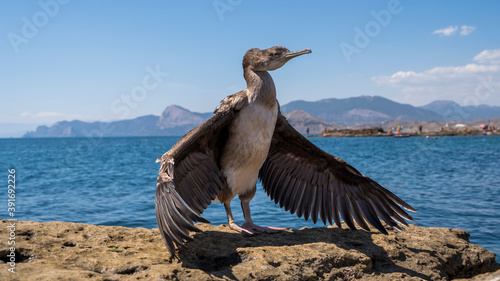 a cormorant bird with its wings spread stands on a rock by the sea