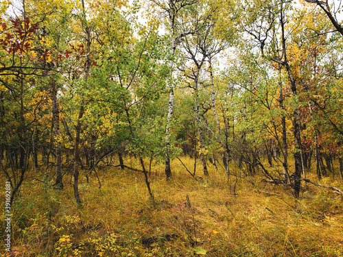 Fototapeta Naklejka Na Ścianę i Meble -  A beautiful autumn scene with birch trees covered in golden yellow leaves at Assiniboine Forest in Winnipeg, Manitoba, Canada
