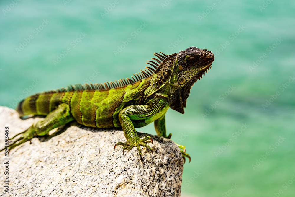 Obraz premium Green Iguana, also known as Common or American iguana, on nature background.