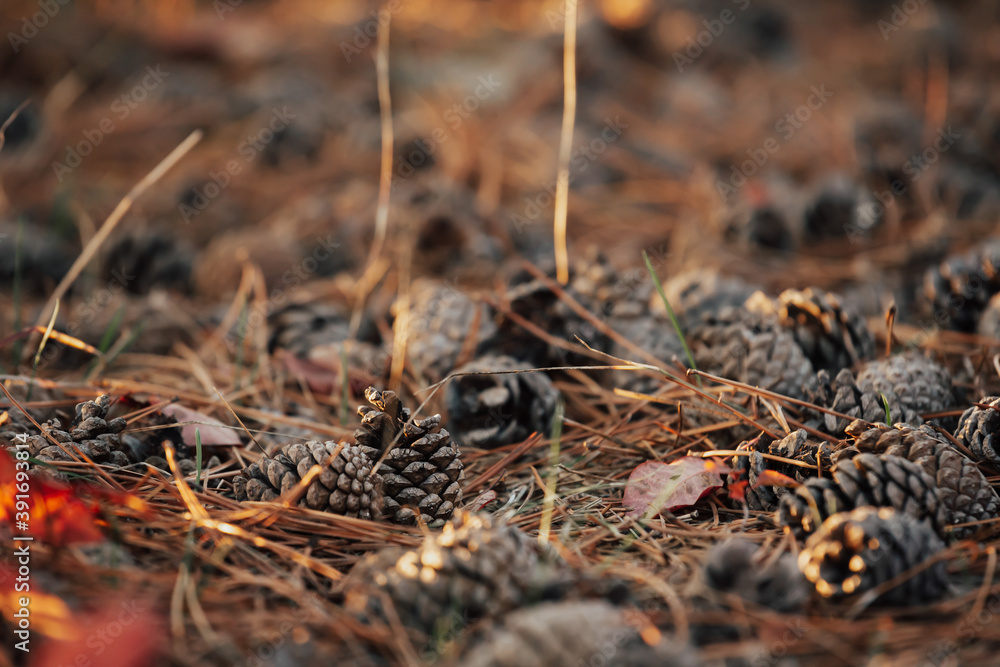 Many cones fallen in the forest on the ground. Fall. Close-up. Many cones fallen in the forest on the ground. Fall. Close-up.