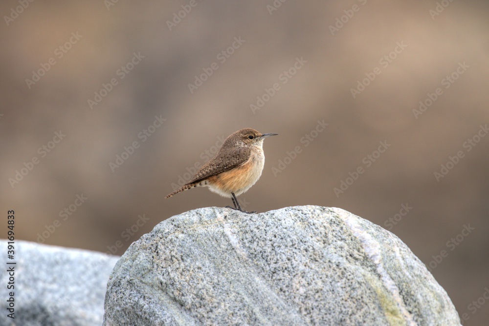 Naklejka premium spotted woodpecker