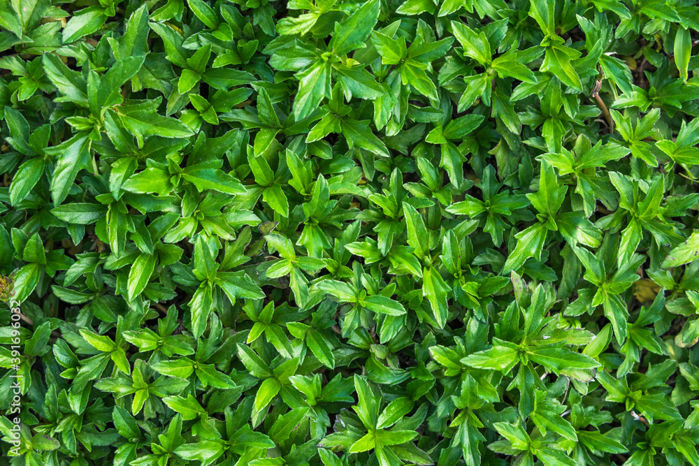 Green leaf nature background Green leaf nature background