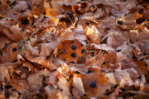 large horizontal photo. nature. autumn day. nature Park. gold autumn. many yellow leaves on the ground. fallen leaves. diseased trees. Maple leaf disease. black spots on fallen leaves.