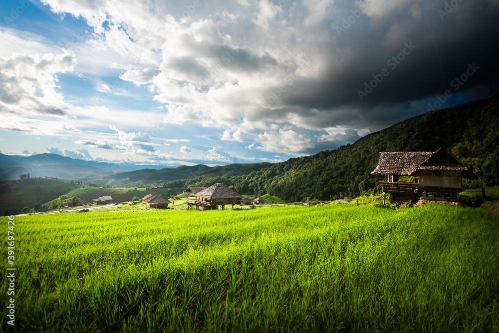 Rice terraces in northern Thailand.Happiness amid beautiful nature. Rice terraces in northern Thailand.Happiness amid beautiful nature.