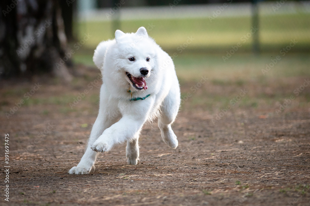 Samoyed puppy running in the park Samoyed puppy running in the park