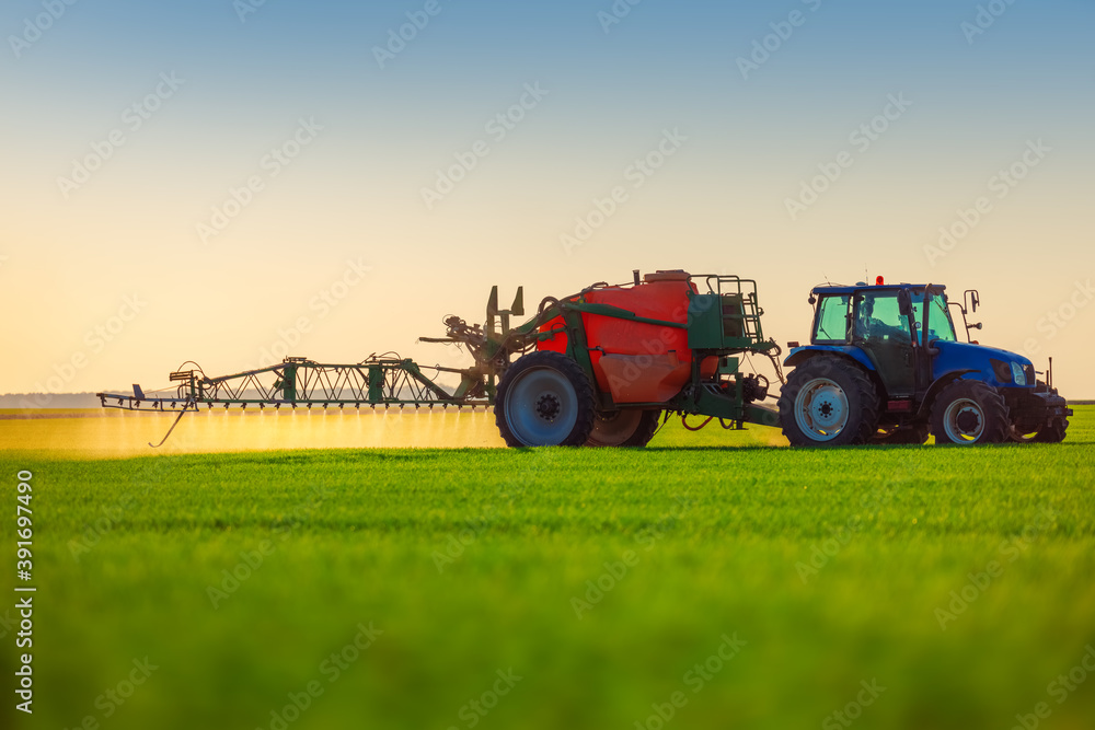 Fototapeta premium Farmer in tractor fertilizing wheat field,hdr nature landscape
