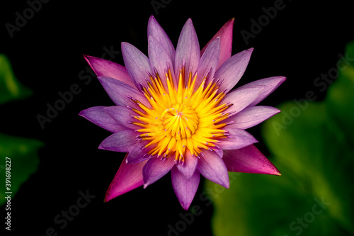 Beautiful lotus with yellow stamen