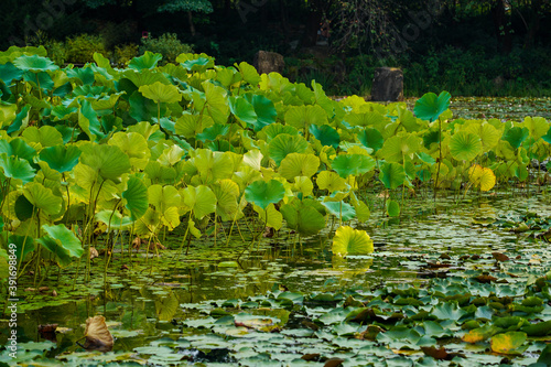 Green lotus flower leaf floating at the pond © cherrydonut