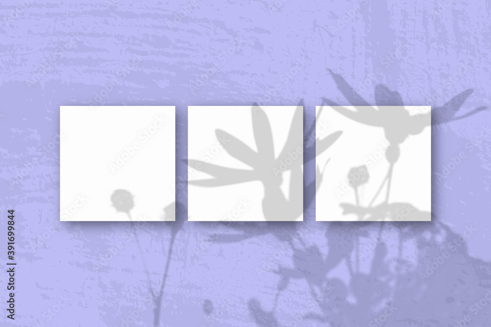 Fototapeta premium Natural light casts shadows from a Jerusalem artichoke flowers on 3 square sheets of white textured paper