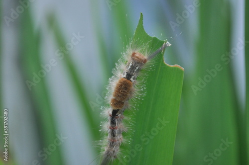 Dasychira Inclusa, This pest is often found attacking young seeds and plants. The larvae have many brownish red-gray hairs, on their backs there are 4 tightly-clumped fine hair clumps