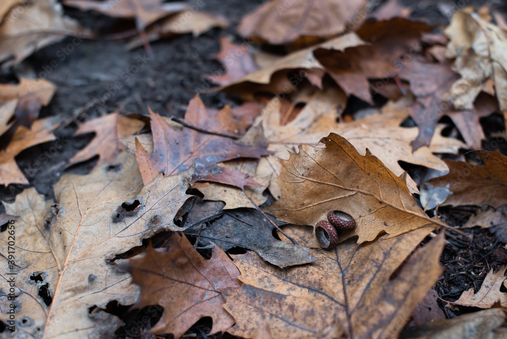 fallen autumn leaves