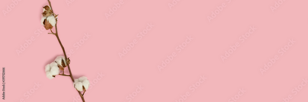 Banner with cotton branch on a pink pastel background. Minimal concept with copy space.