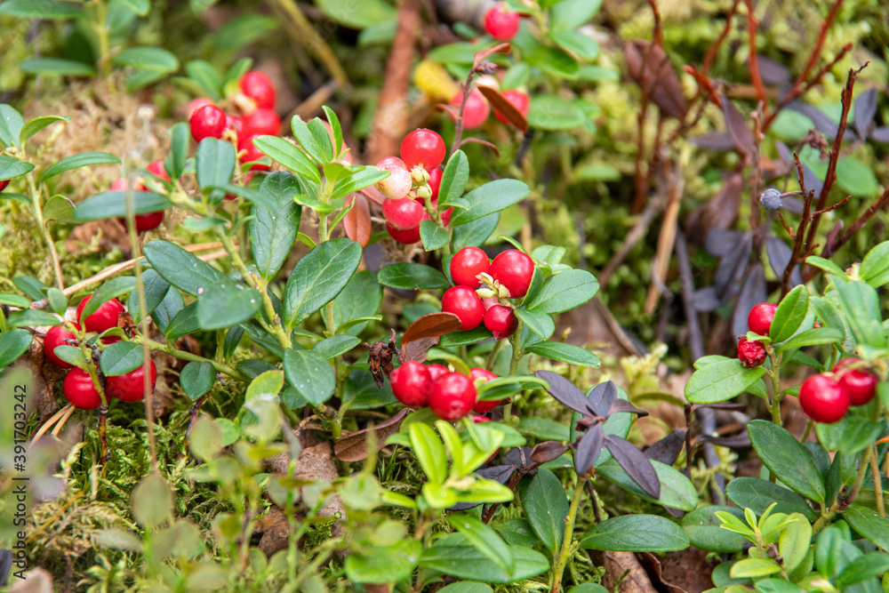 Bright red berries of lingonberry on bushes with green leaves grow on the ground in the forest, close-up