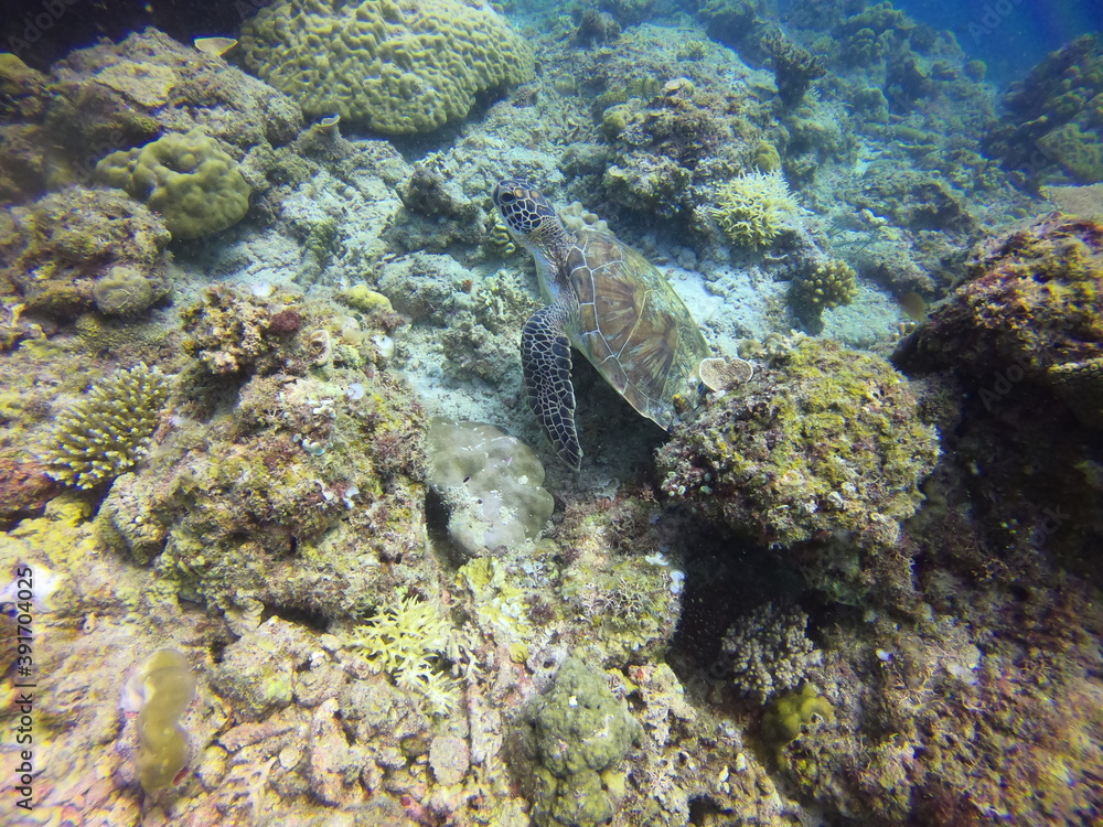 The green sea turtle (Chelonia mydas), El Nido, Palawan, Philippines