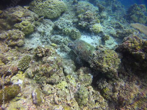 The green sea turtle (Chelonia mydas), El Nido, Palawan, Philippines