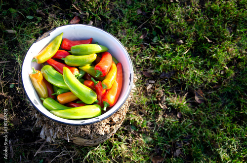 Autumn harvest of red green hot peppers
