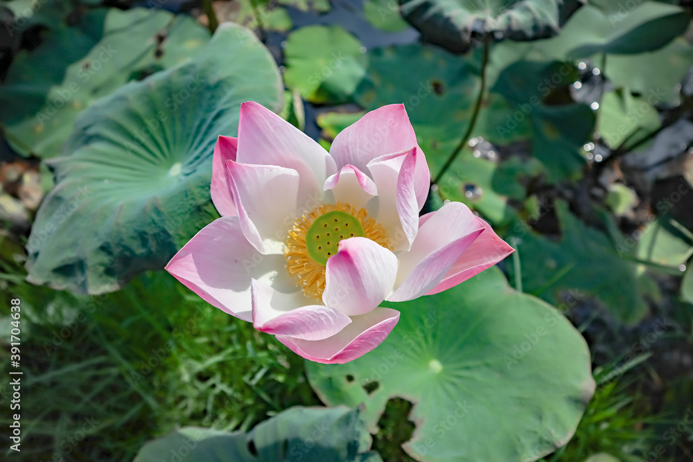 The lotus flower in the lotus pond at Chatuchak Park in Bangkok. The lotus flower in the lotus pond at Chatuchak Park in Bangkok.