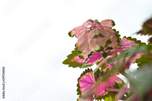 pink flower nettle