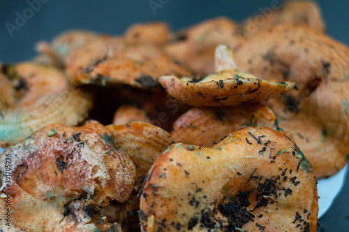 Closeup shot of kanlica mantari mushroom on a plate photo