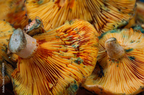 Closeup shot of kanlica mantari mushroom on a plate photo