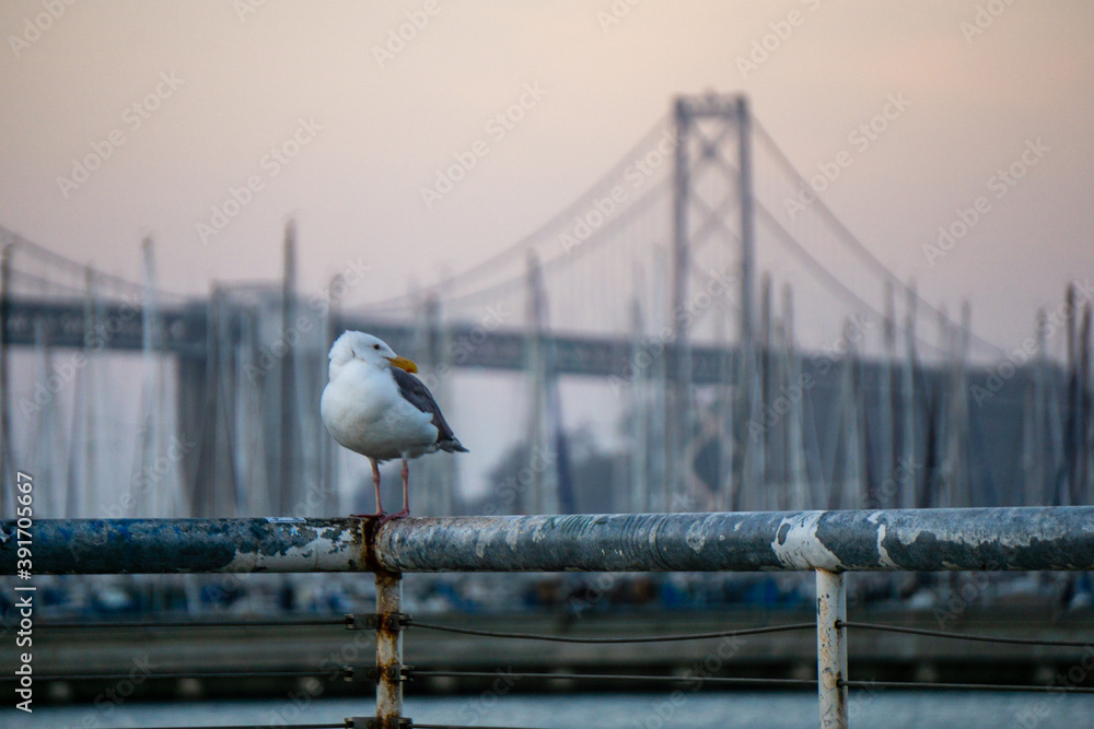 Gull Sits in front of Bay Bridge During Sunset Gull Sits in front of Bay Bridge During Sunset