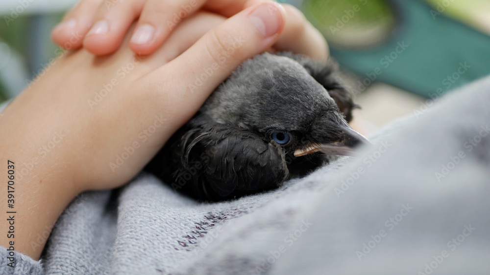Child Baby Crow Petting, Kid Helping a Lost Raven, Crow Cub in Hands, Girl with Bird, Children Rescues Animals Child Baby Crow Petting, Kid Helping a Lost Raven, Crow Cub in Hands, Girl with Bird, Children Rescues Animals