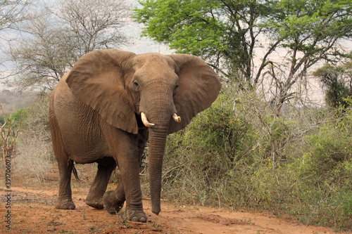 The African bush elephant (Loxodonta africana), young bull behaves threateningly.Young male elephant on the road.