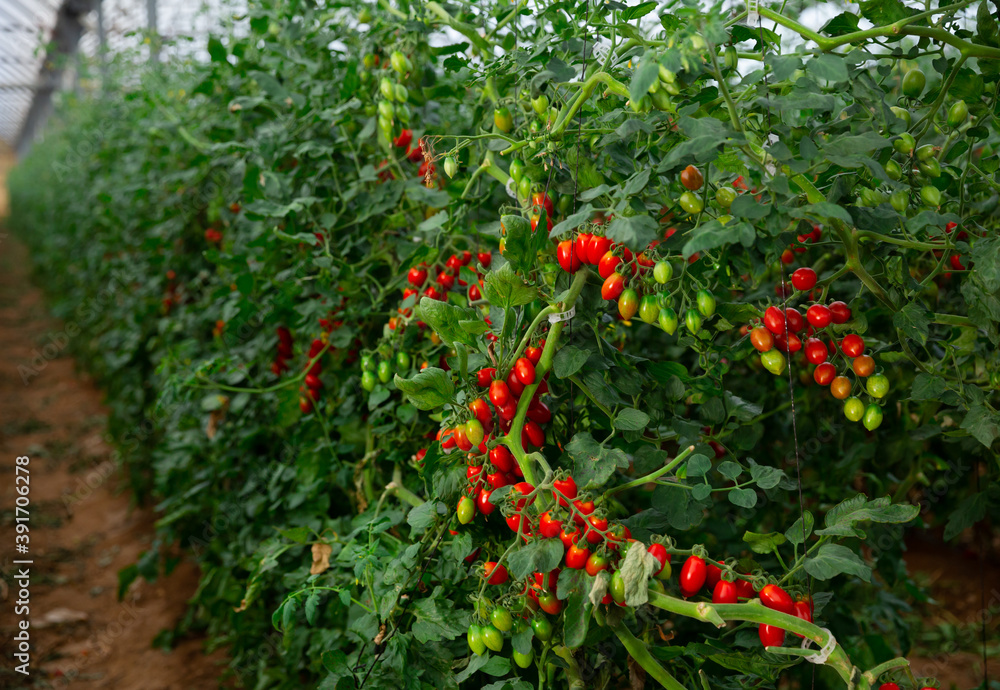 View of partially ripened red tomatoes growing in modern industrial hothouse