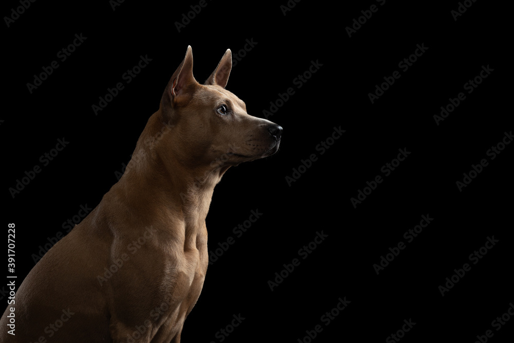 nice dog on a black background. Thai ridgeback in studio nice dog on a black background. Thai ridgeback in studio