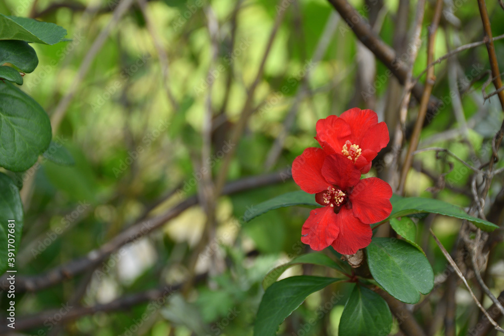 ボケの花
