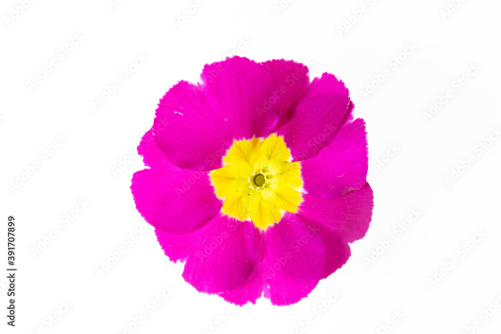 Fototapeta premium primo piano di primula fucsia su fondo bianco
