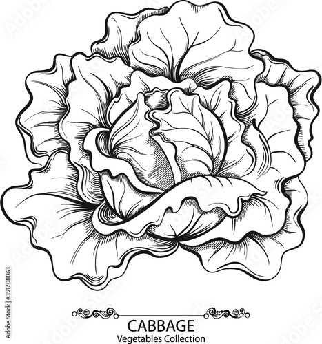 Cabbage. Vector hand drawn vegetables isolated on white background