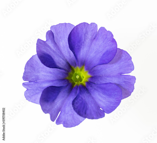 primo piano di fiore di primula obconica su fondo bianco
