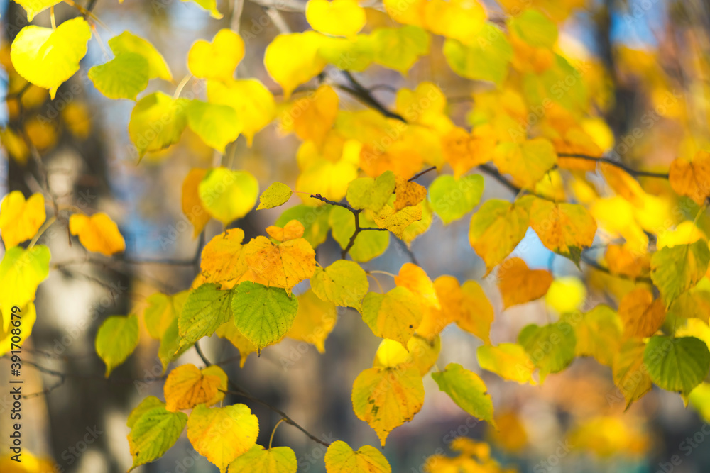 Autumn leaves background. Bright lime tree Vivid crown and branches. Yellow and orange leaves on a blurred background. Seasonal wallpaper