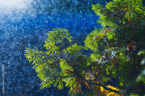 Raindrops and snow on Thuja twigs close-up. Beautiful splashes on a green leaves. Magic Christmas, New Year, ecological design. Blue conifer natural background. Botanical abstract wallpaper