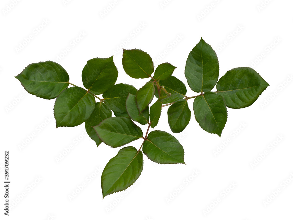 Fototapeta premium Green rose leaves isolated on white background