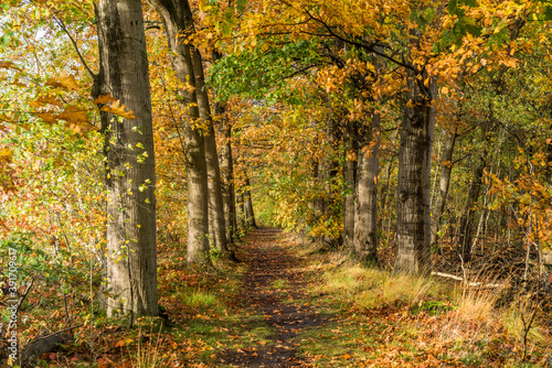 Beautiful Indian summer colored forest path on a early morning photo