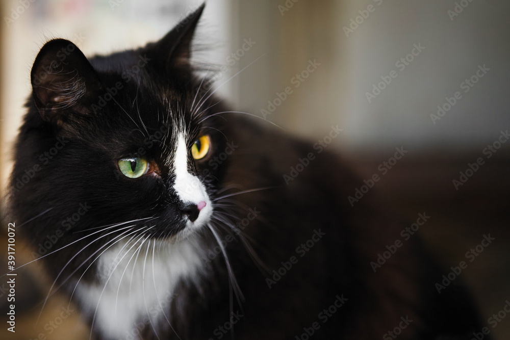 Black and white cat outdoor.