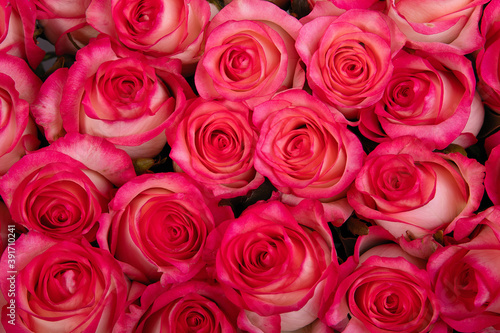 background texture red roses