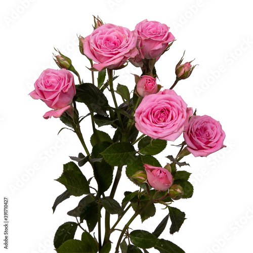 bush pink rose isolated on white background