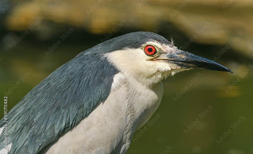black-crowned or black-capped night heron (Nycticorax nycticorax) portrait