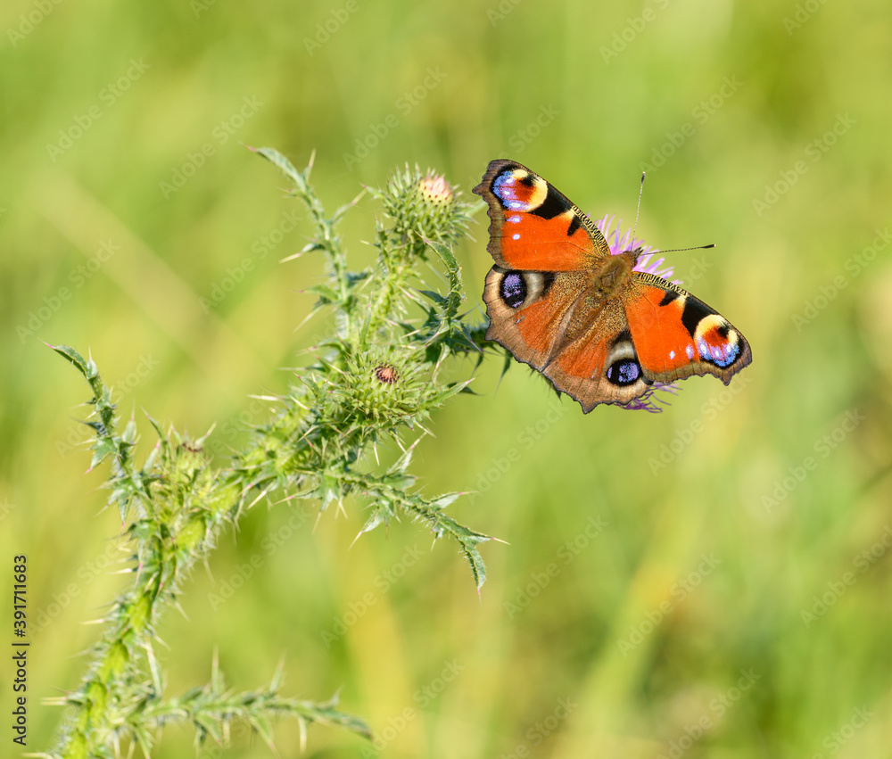 peacock butterfly (Aglais io) on thistle flower peacock butterfly (Aglais io) on thistle flower