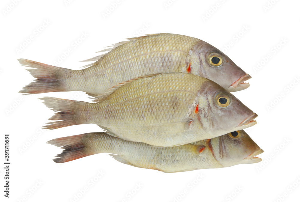 Pink ear emperor fish isolated on white background
