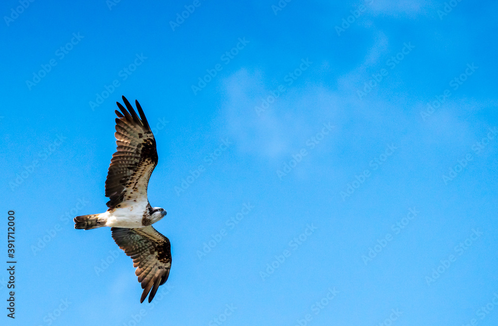 Obraz premium 飛行中のミサゴ