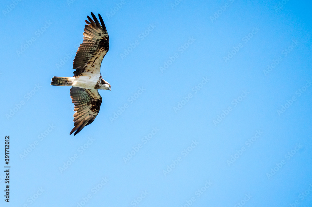 Obraz premium 飛行中のミサゴ