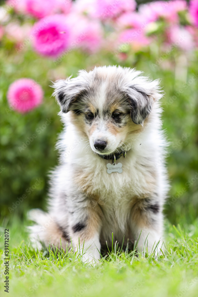 Beautiful small shetland sheepdog sheltie puppy with flowers on the background.